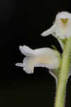 Texas lady's tresses